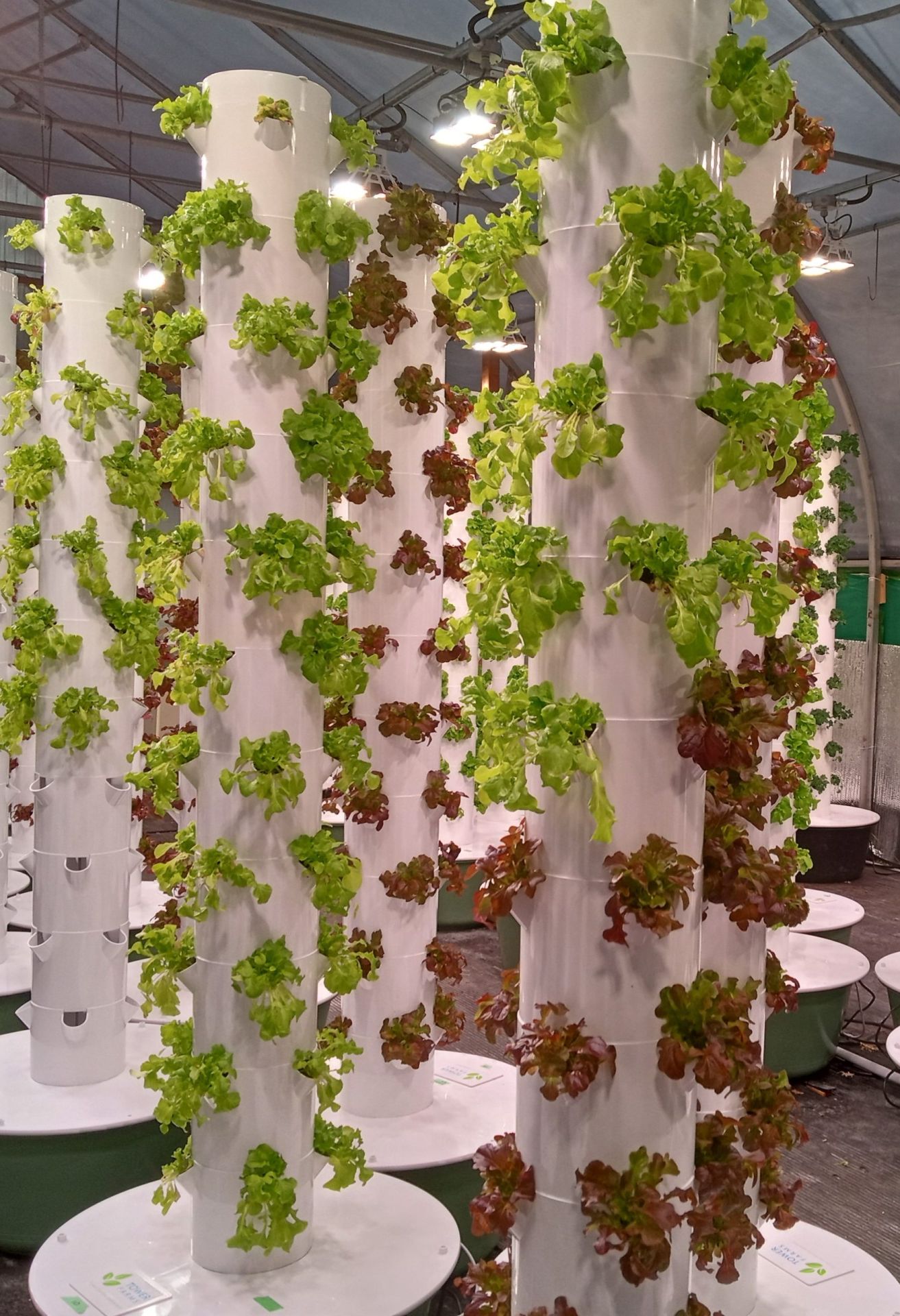 vertical farms with various crops